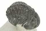 Phacopid Trilobite (Pedinopariops) - Mrakib, Morocco #229909-1